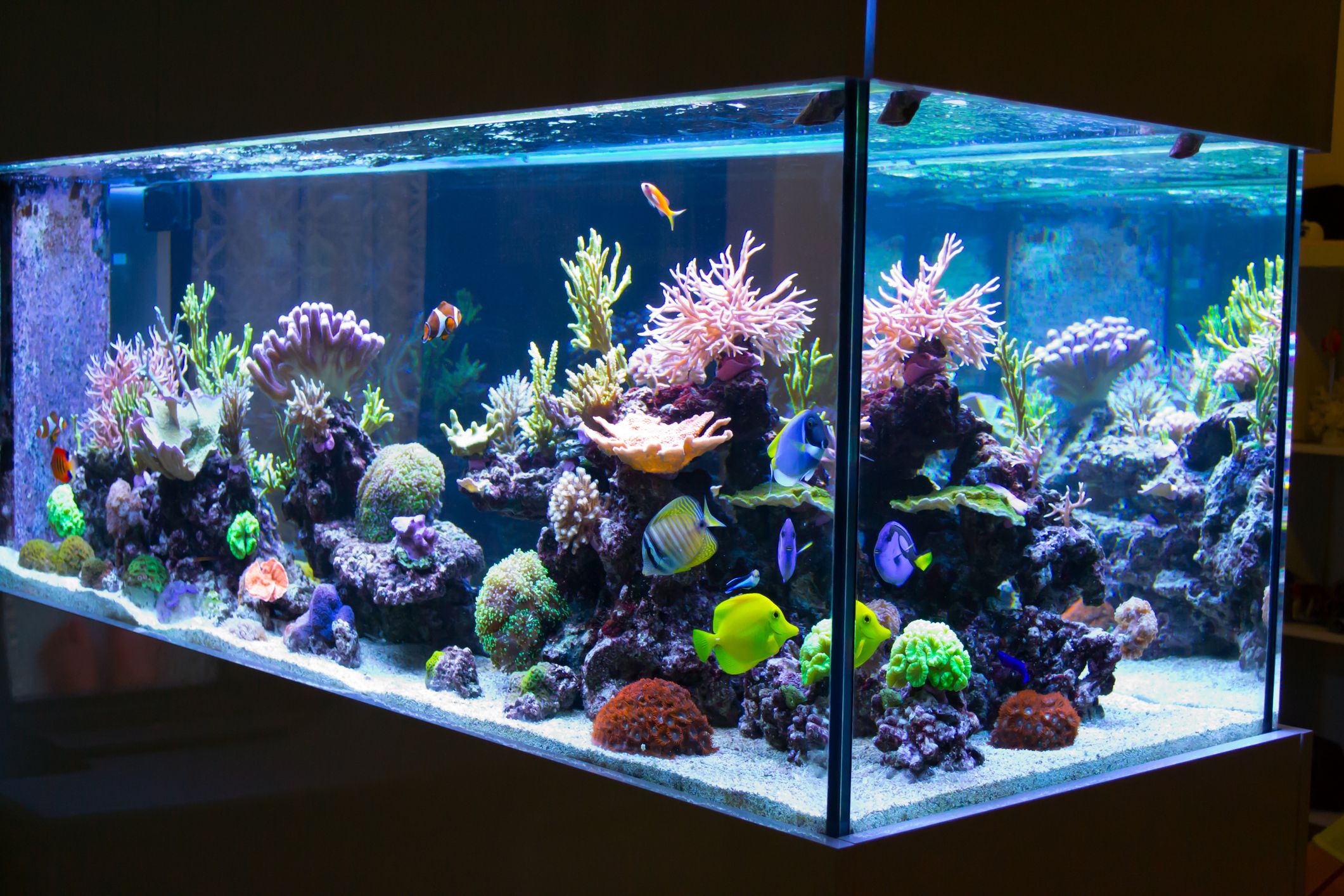 Quel éclairage pour aquarium eau de mer ?